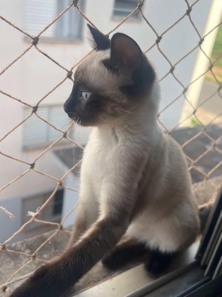 Olívia, gata de porte pequeno para adoção em Bauru - SP — foto 4 de 4