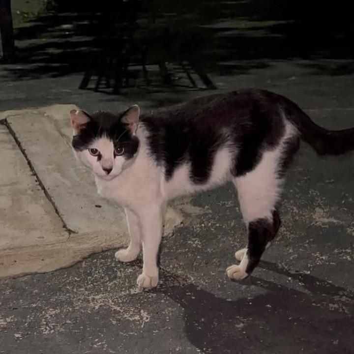 Tintim, gato de porte médio para adoção em Bauru - SP