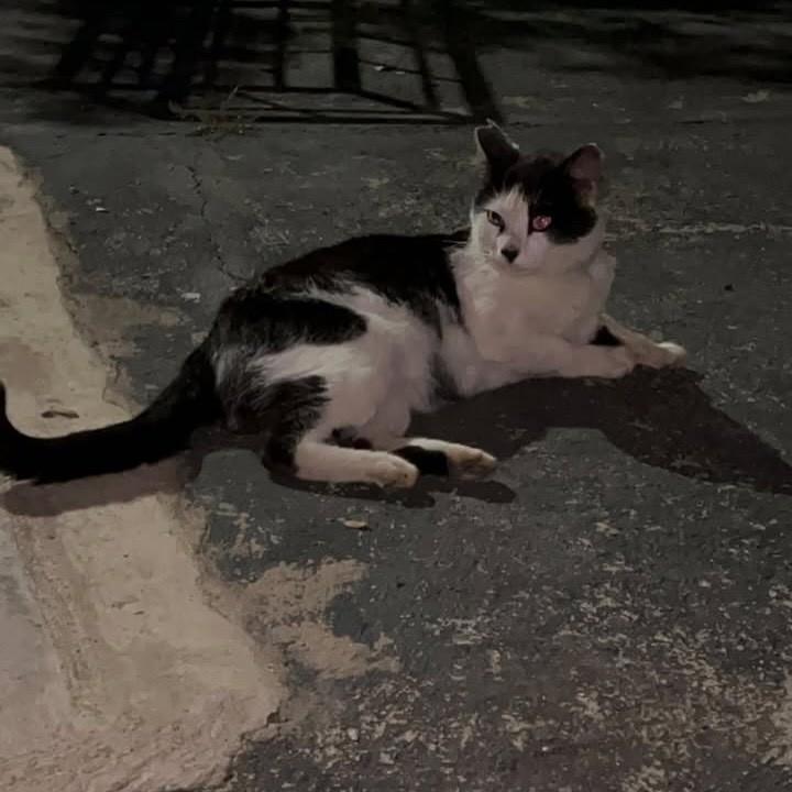 Tintim, gato de porte médio para adoção em Bauru - SP — foto 2 de 3