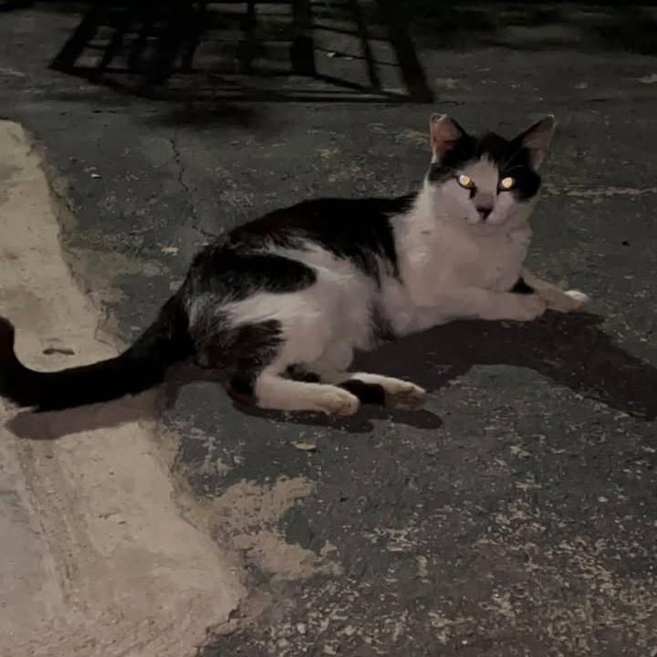 Tintim, gato de porte médio para adoção em Bauru - SP — foto 3 de 3