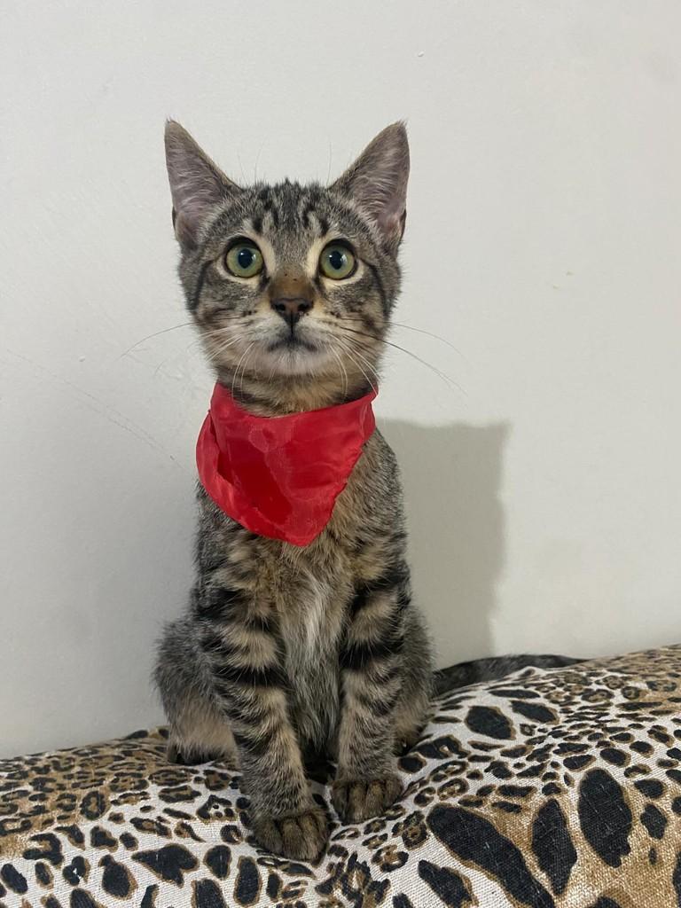 Leninho, gato de porte pequeno para adoção em Bauru - SP