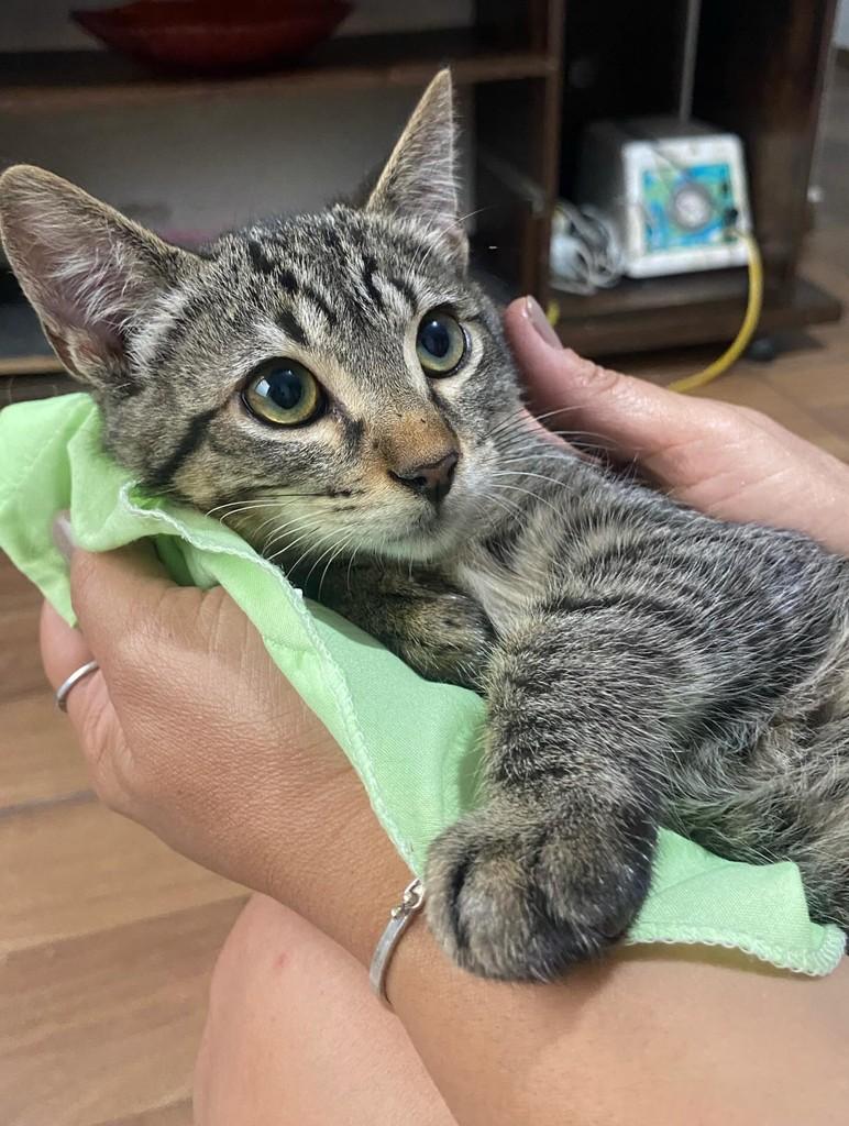 Leninho, gato de porte pequeno para adoção em Bauru - SP — foto 2 de 13