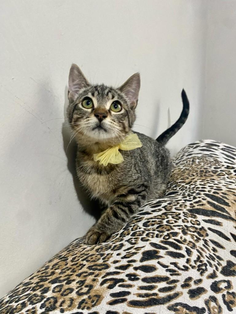 Leninho, gato de porte pequeno para adoção em Bauru - SP — foto 3 de 13