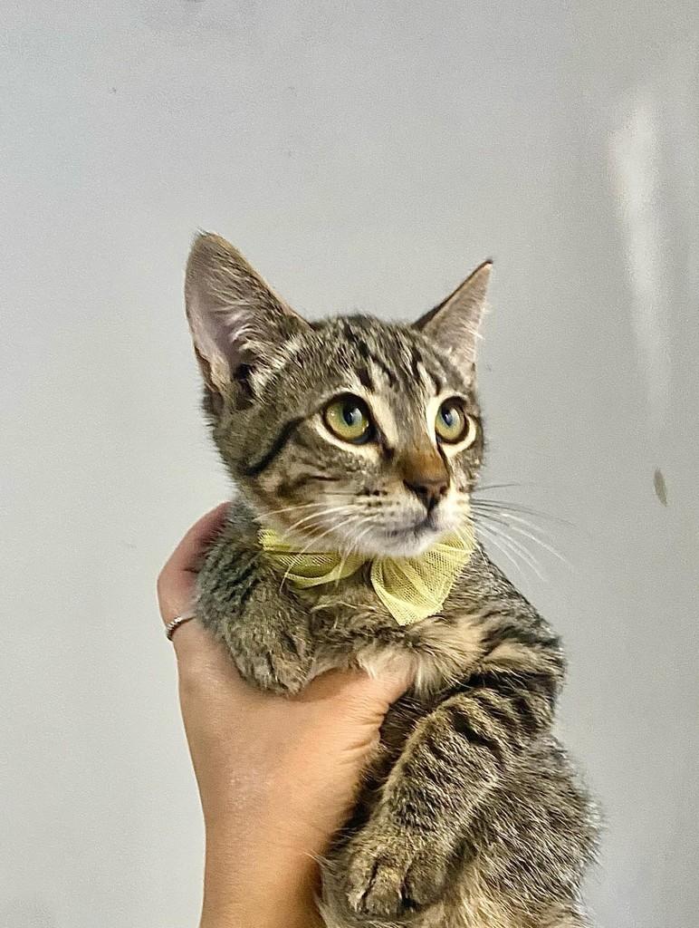 Leninho, gato de porte pequeno para adoção em Bauru - SP — foto 4 de 13