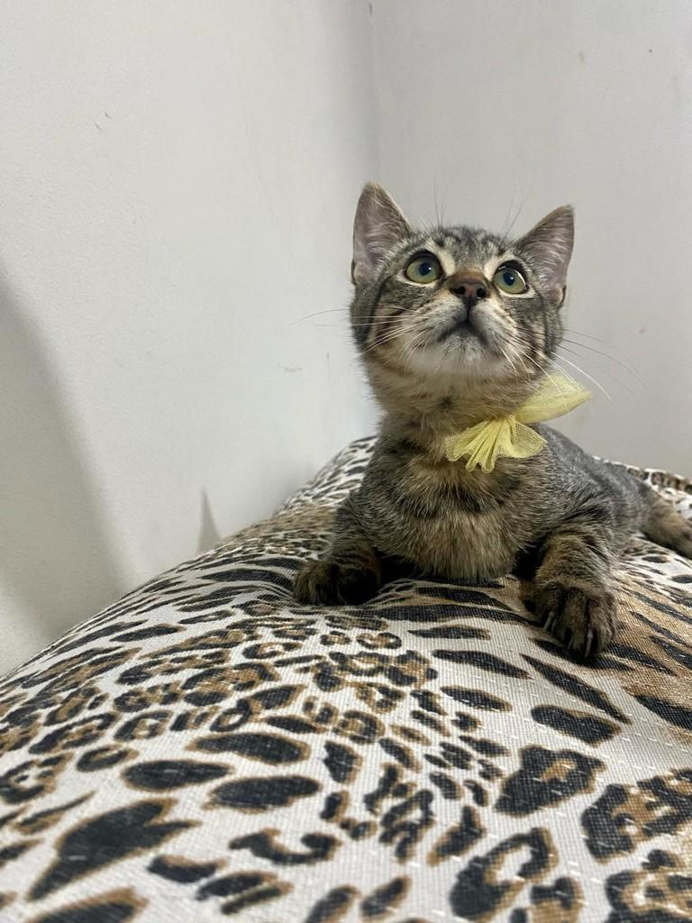Leninho, gato de porte pequeno para adoção em Bauru - SP — foto 5 de 13