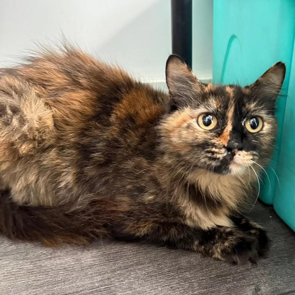 Ravenna, gata de porte pequeno para adoção em Bauru - SP — foto 2 de 5