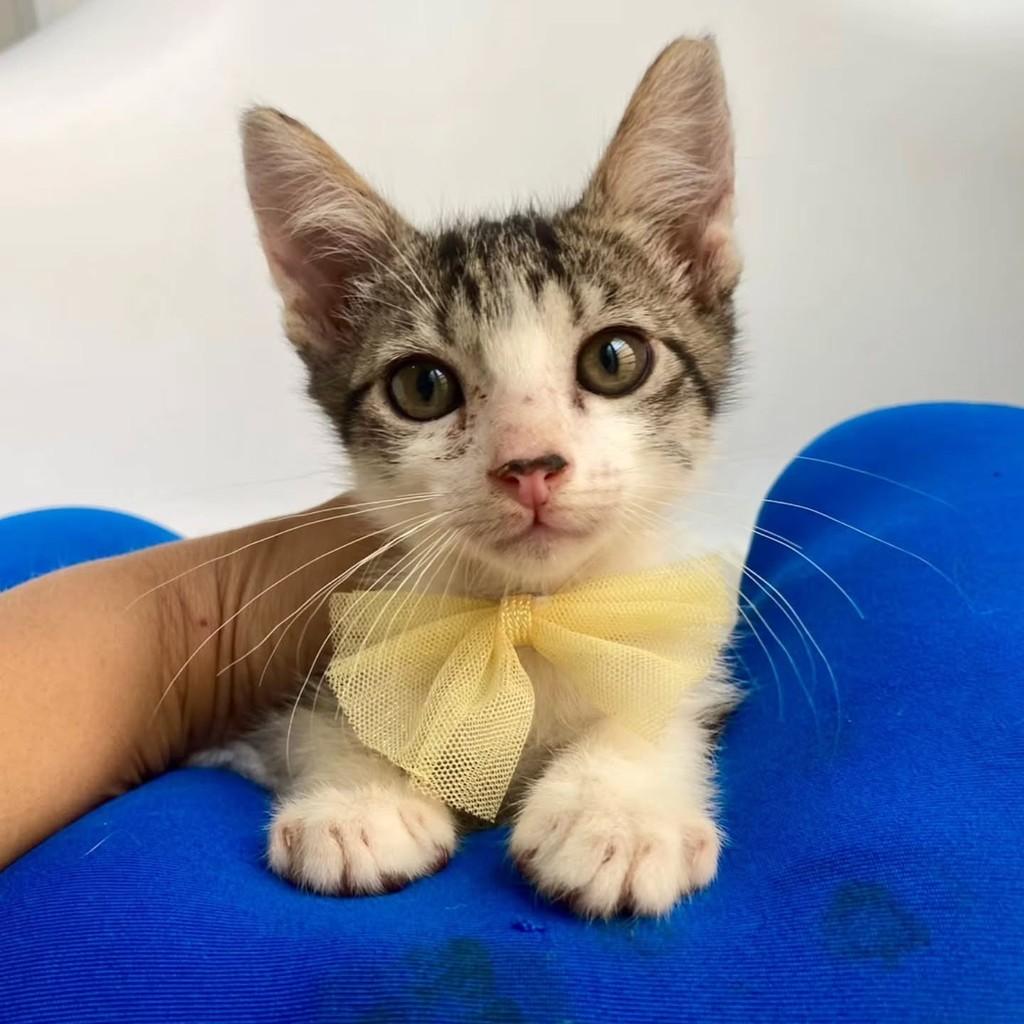 Bruno, gato de porte pequeno para adoção em Bauru - SP