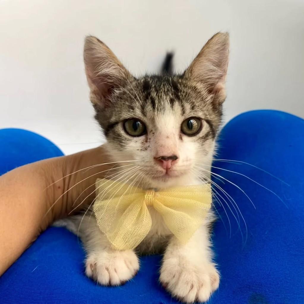 Bruno, gato de porte pequeno para adoção em Bauru - SP — foto 2 de 10