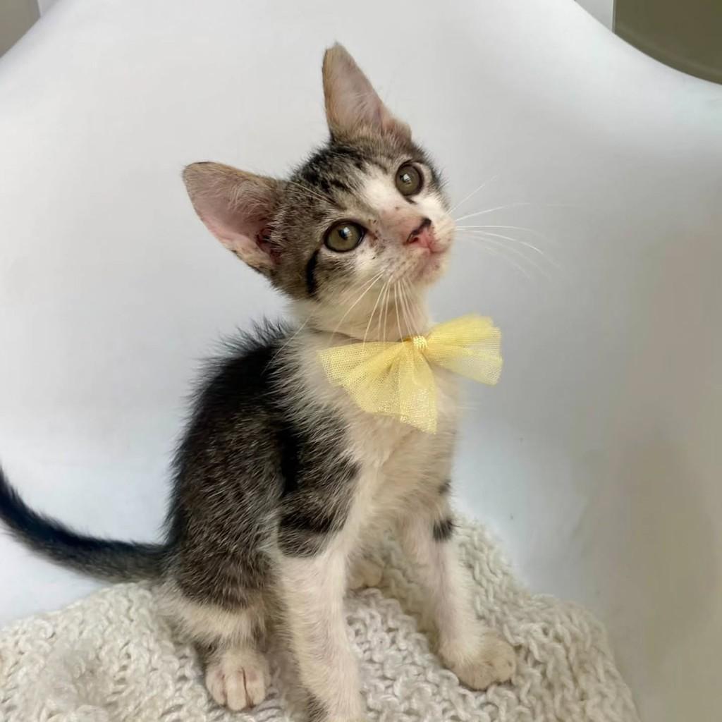 Bruno, gato de porte pequeno para adoção em Bauru - SP — foto 3 de 10