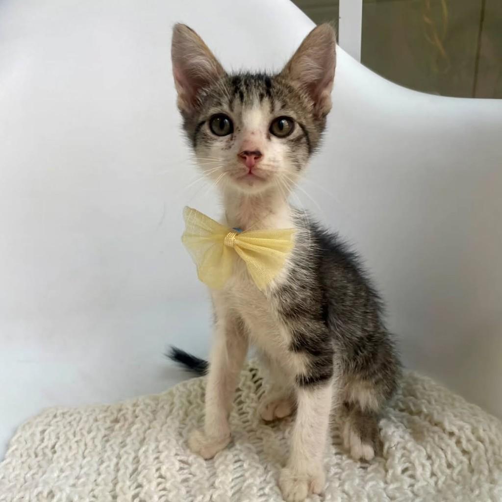 Bruno, gato de porte pequeno para adoção em Bauru - SP — foto 4 de 10
