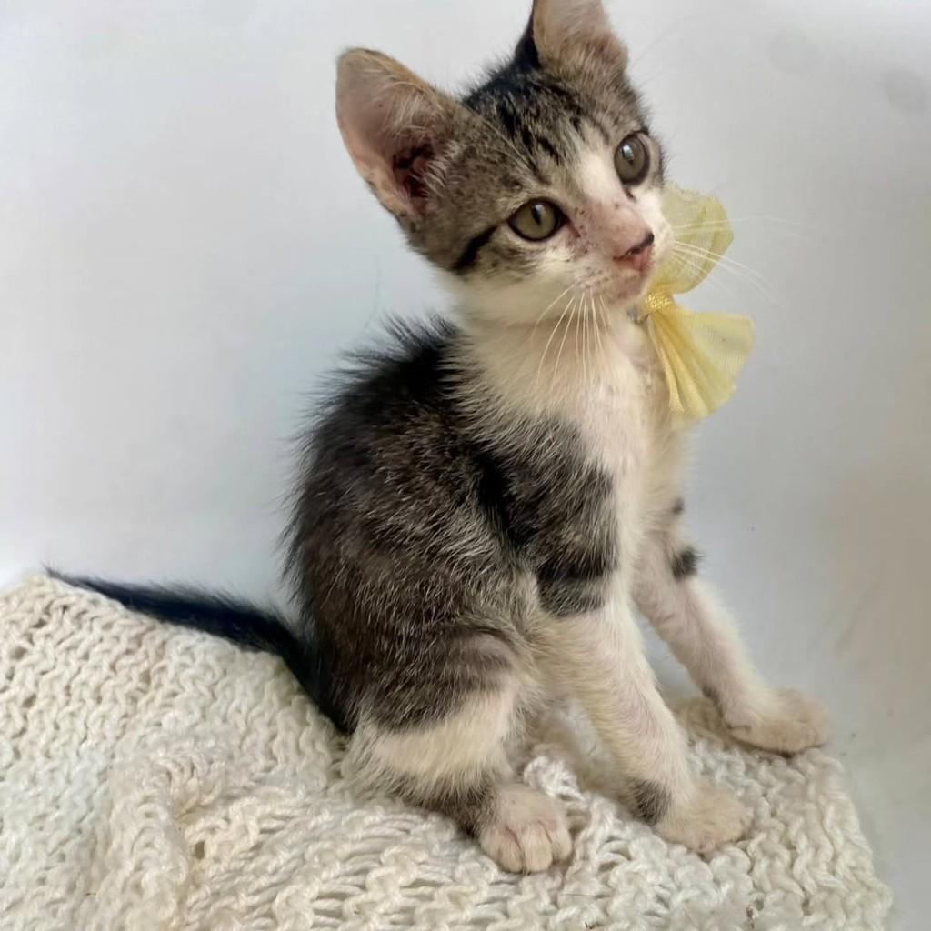 Bruno, gato de porte pequeno para adoção em Bauru - SP — foto 5 de 10