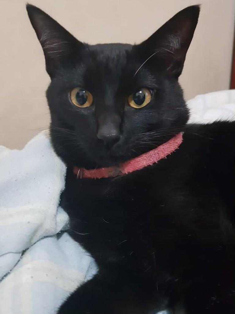 Mauro, gato de porte médio para adoção em Bauru - SP