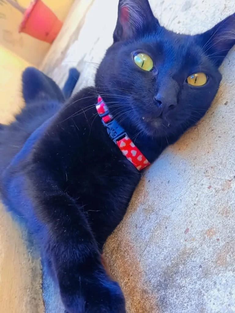 Mauro, gato de porte médio para adoção em Bauru - SP — foto 2 de 2