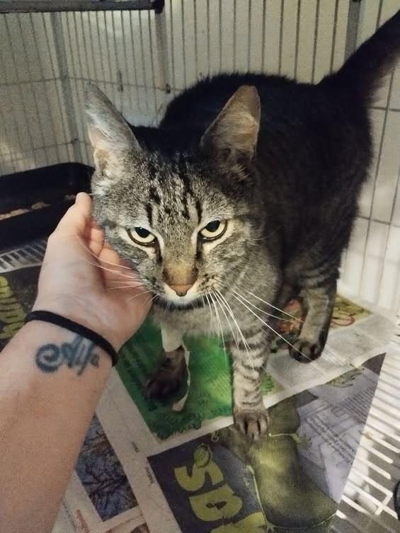 Pingo, gato para adoção em Bauru - SP