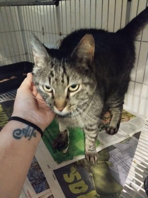 Pingo, gato para adoção em Bauru - SP — foto 2 de 5