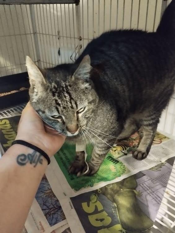Pingo, gato para adoção em Bauru - SP — foto 3 de 5