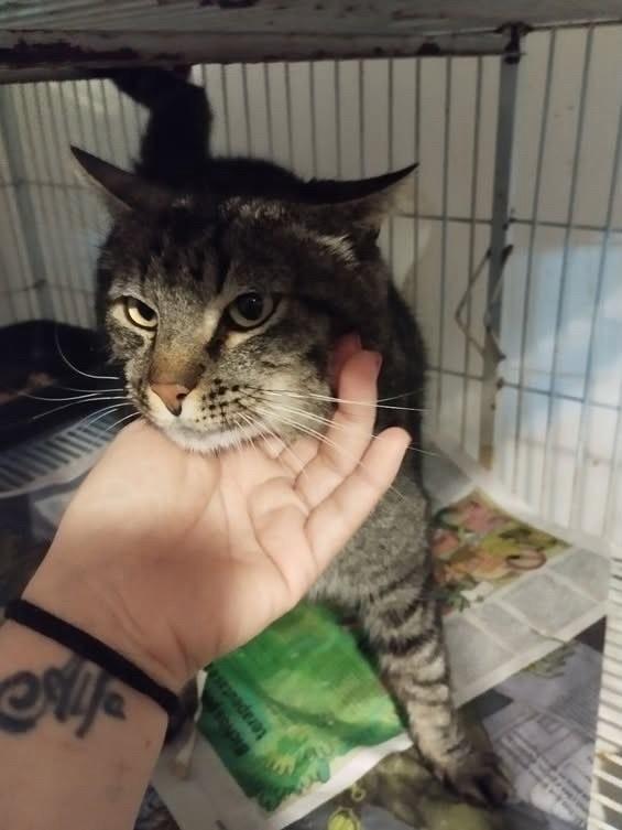 Pingo, gato para adoção em Bauru - SP — foto 4 de 5