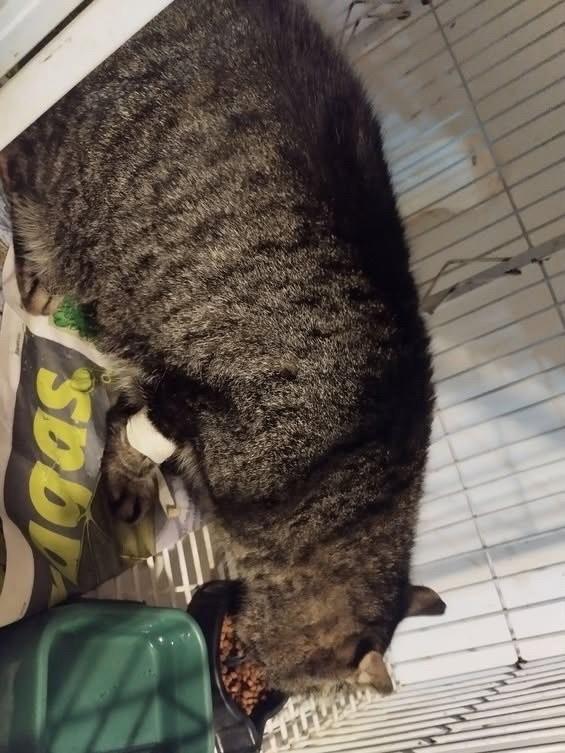 Pingo, gato para adoção em Bauru - SP — foto 5 de 5