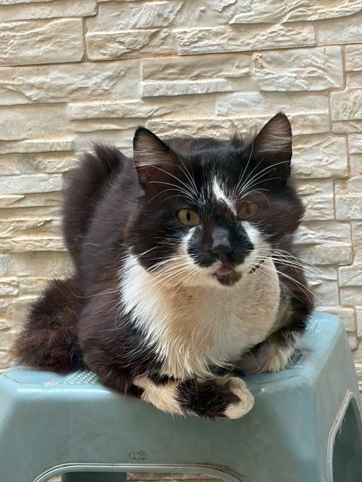 Bento, gato de porte médio para adoção em Bauru - SP