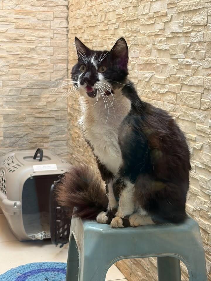 Bento, gato de porte médio para adoção em Bauru - SP — foto 2 de 5