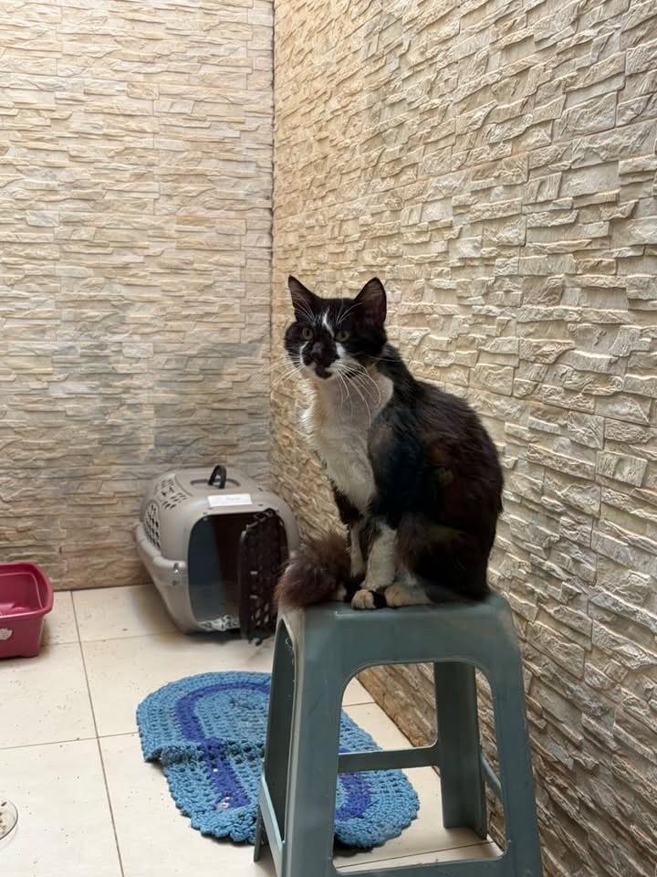 Bento, gato de porte médio para adoção em Bauru - SP — foto 3 de 5