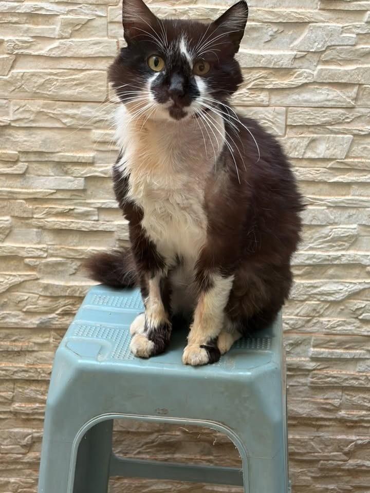 Bento, gato de porte médio para adoção em Bauru - SP — foto 4 de 5