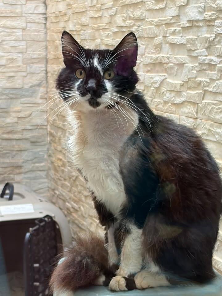 Bento, gato de porte médio para adoção em Bauru - SP — foto 5 de 5