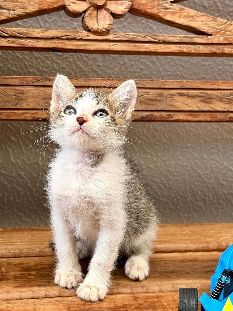 Jaime, gato de porte pequeno para adoção em Bauru - SP