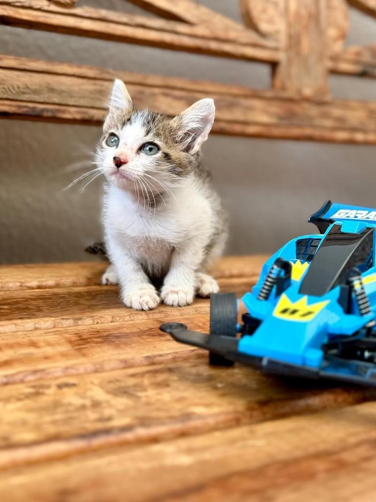 Jaime, gato de porte pequeno para adoção em Bauru - SP — foto 2 de 2