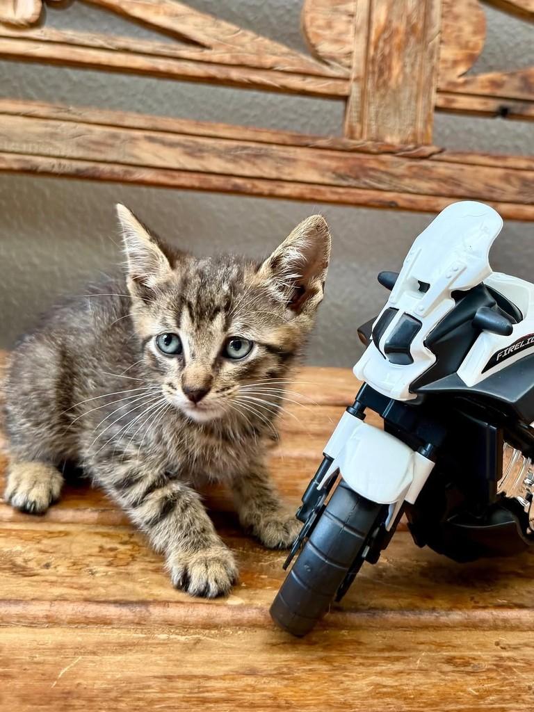 Jorge, gato para adoção em Bauru - SP
