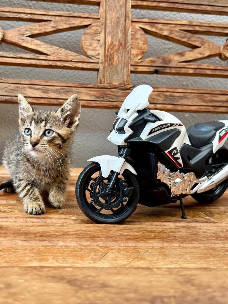 Jorge, gato para adoção em Bauru - SP — foto 2 de 2