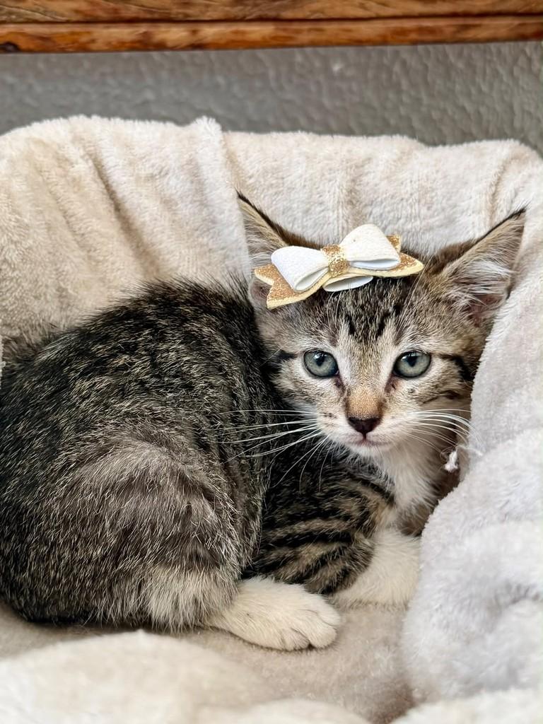 Gisele, gata de porte pequeno para adoção em Bauru - SP