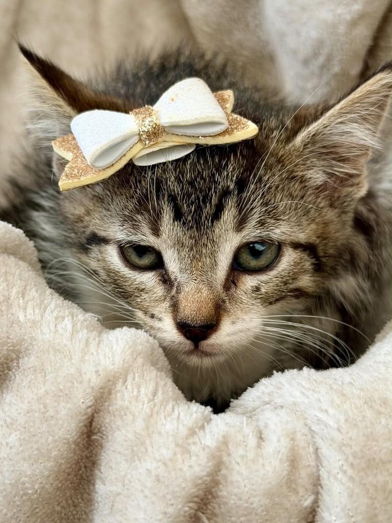 Gisele, gata de porte pequeno para adoção em Bauru - SP — foto 2 de 2