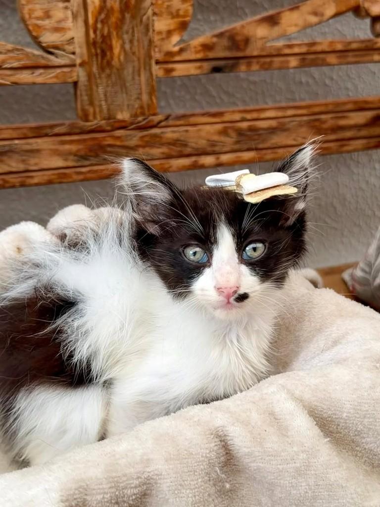 Katarina, gata para adoção em Bauru - SP