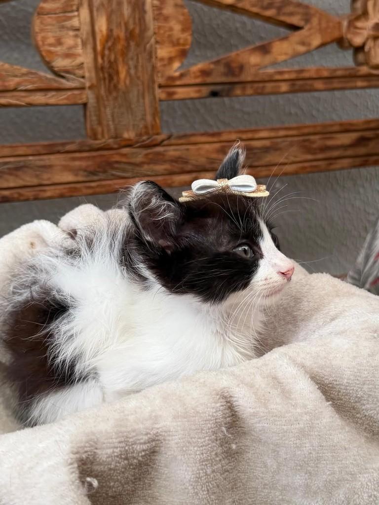 Katarina, gata para adoção em Bauru - SP — foto 2 de 3