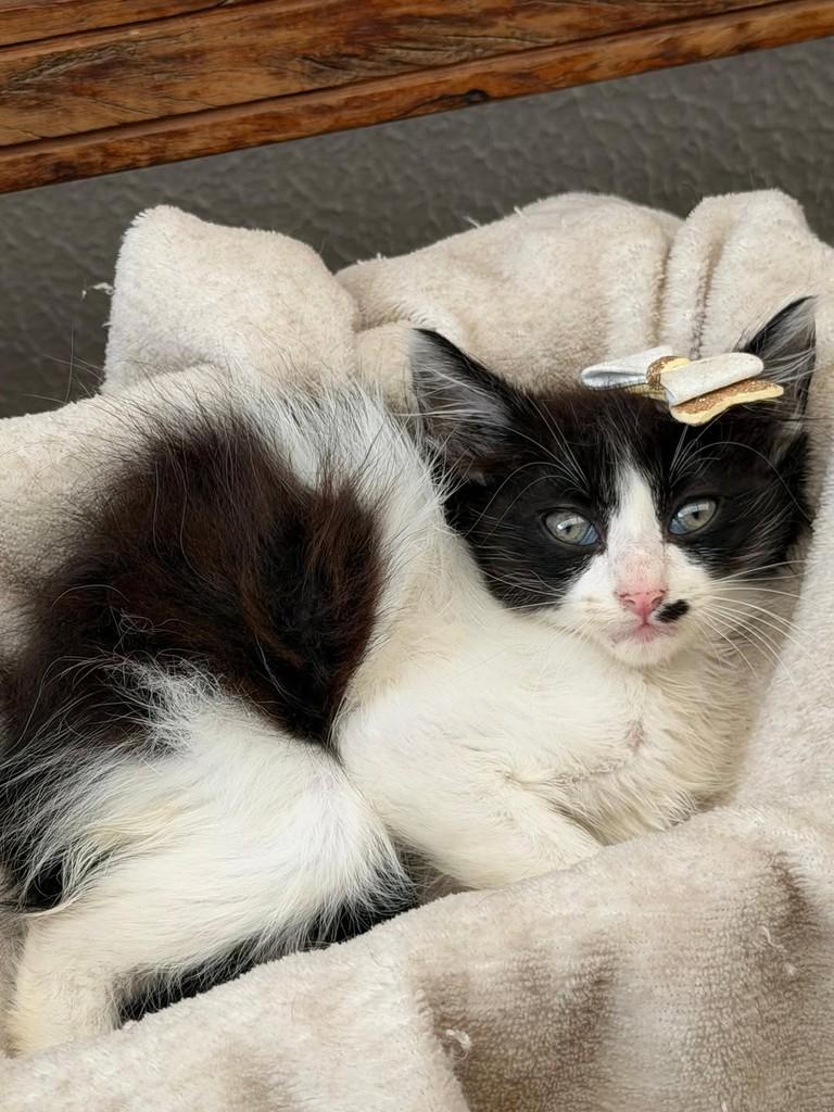 Katarina, gata para adoção em Bauru - SP — foto 3 de 3