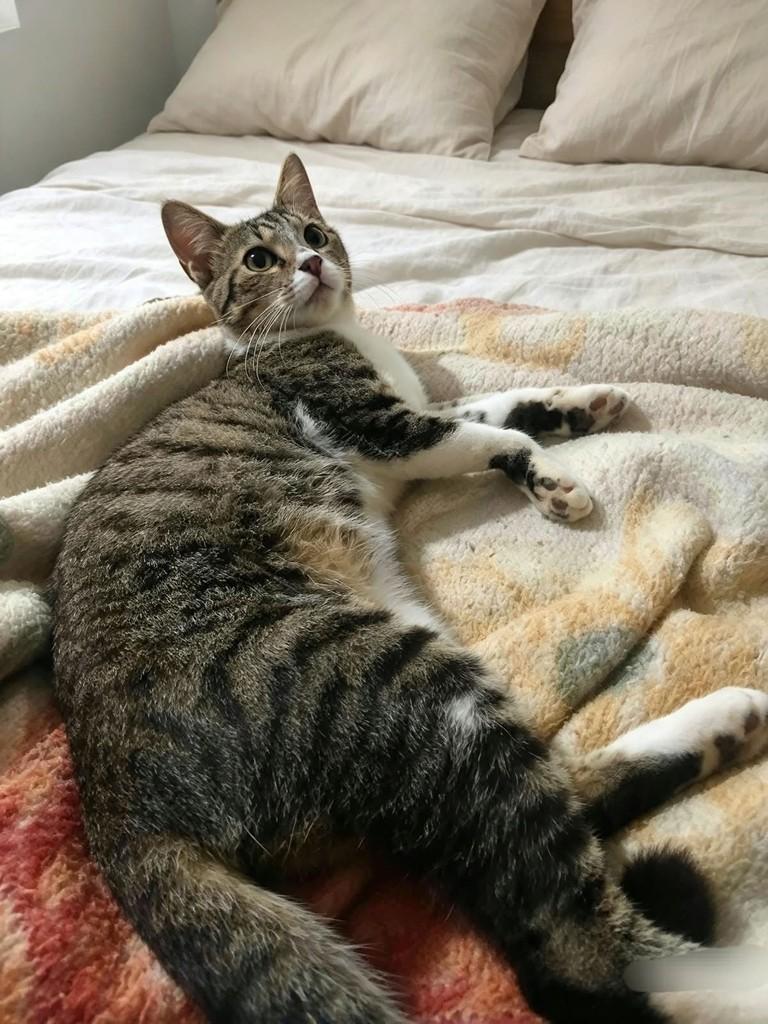 Chico, gato de porte pequeno para adoção em Bauru - SP