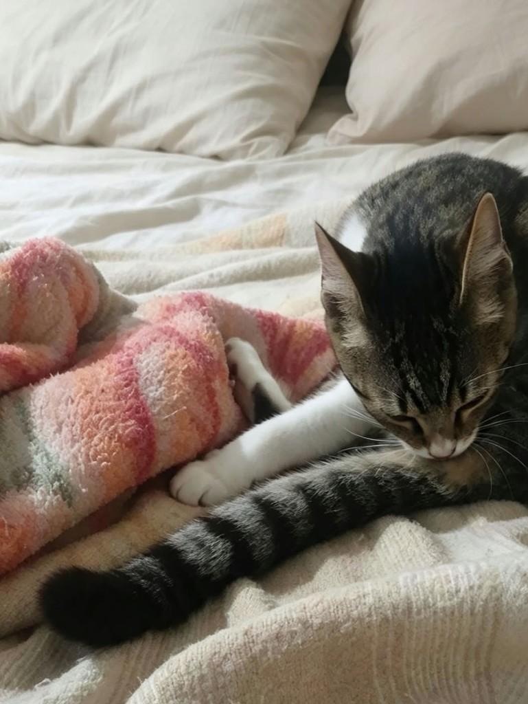 Chico, gato de porte pequeno para adoção em Bauru - SP — foto 4 de 4
