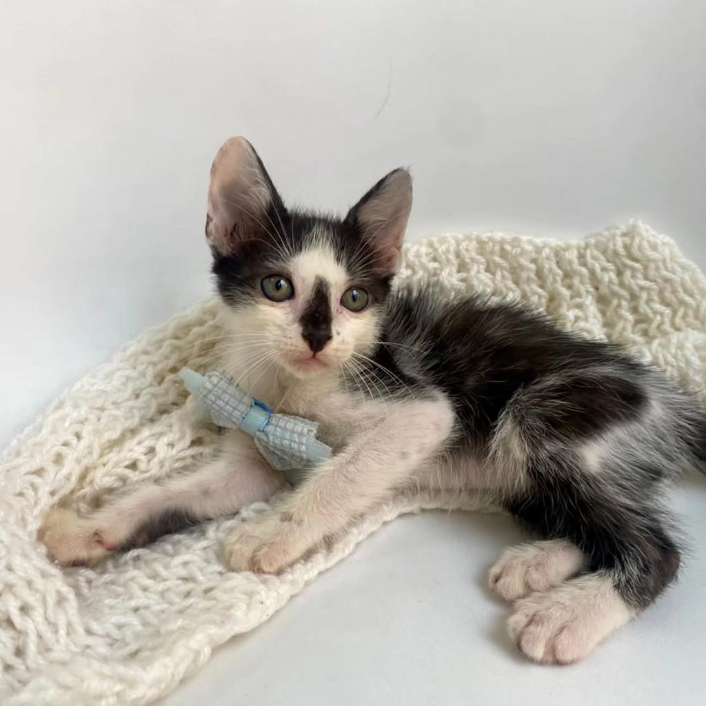 Palito, gato de porte pequeno para adoção em Bauru - SP