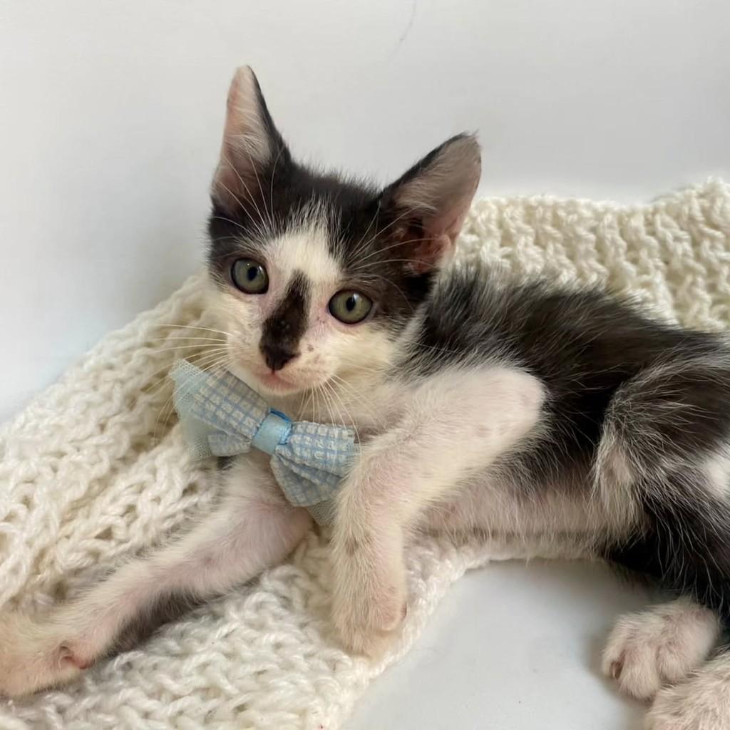 Palito, gato de porte pequeno para adoção em Bauru - SP — foto 2 de 10
