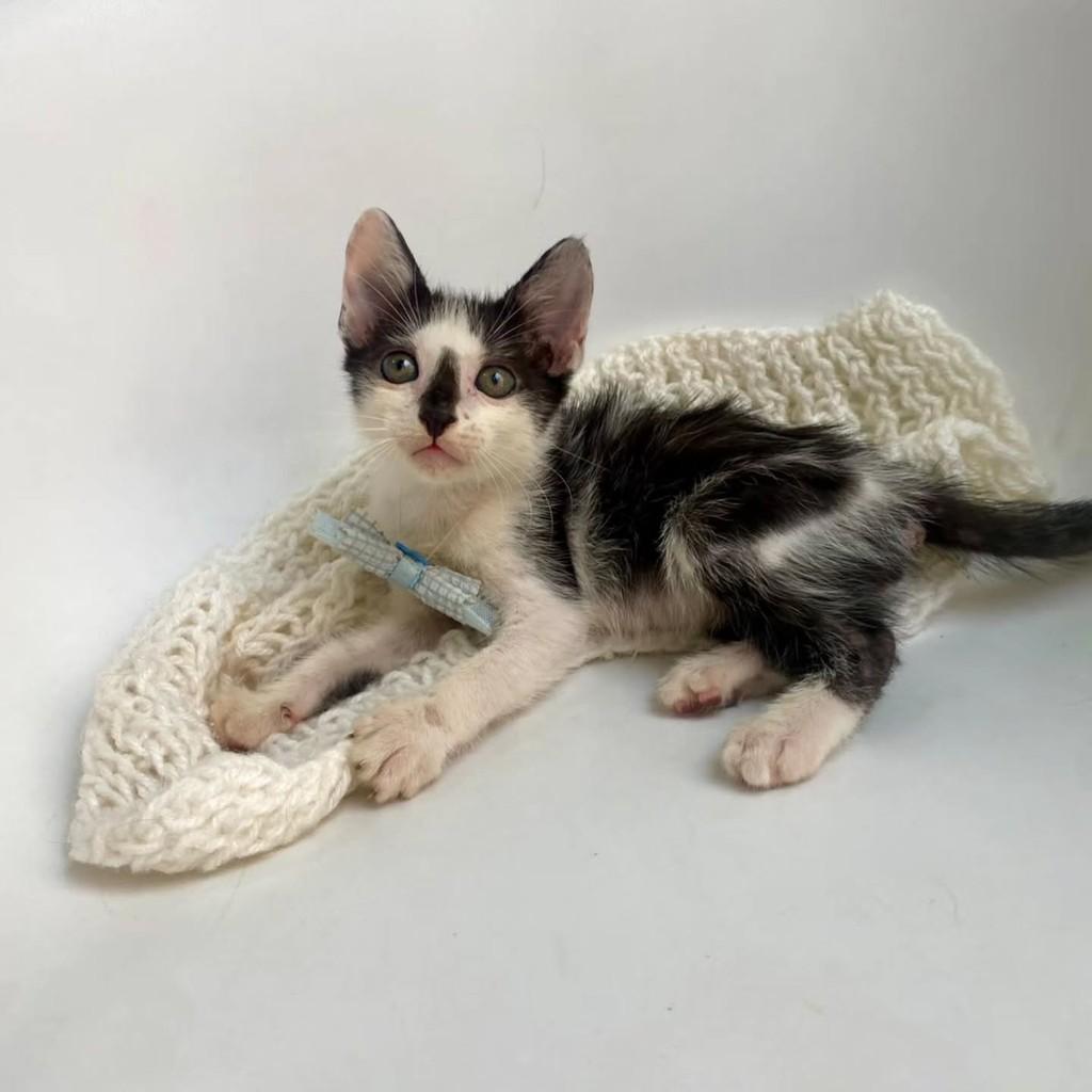 Palito, gato de porte pequeno para adoção em Bauru - SP — foto 3 de 10