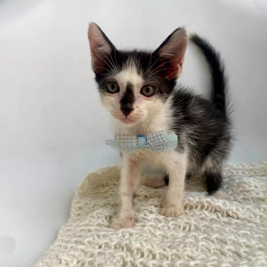 Palito, gato de porte pequeno para adoção em Bauru - SP — foto 4 de 10