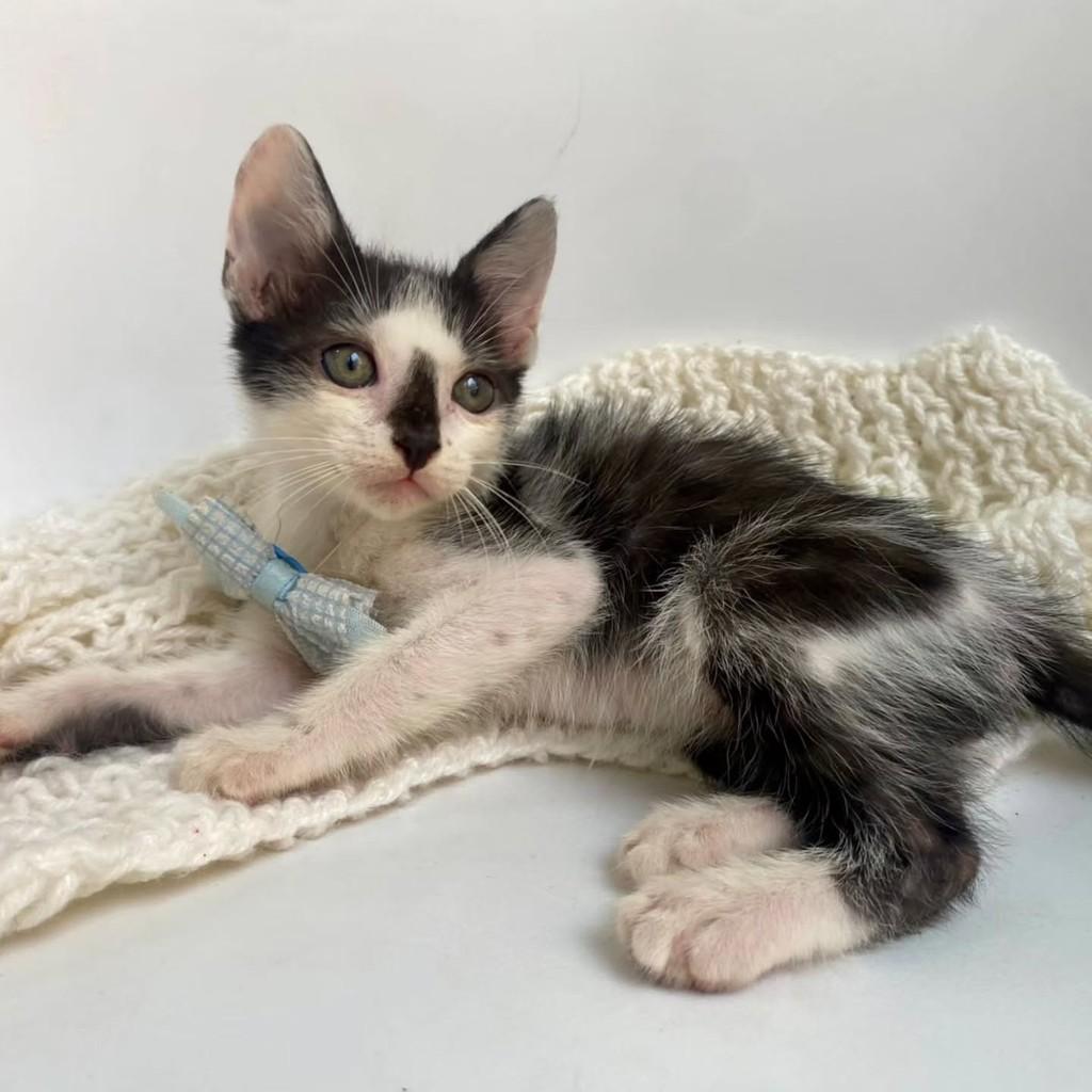 Palito, gato de porte pequeno para adoção em Bauru - SP — foto 5 de 10