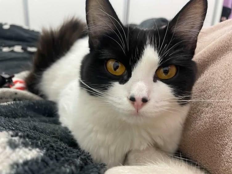 Bella, gata de porte médio para adoção em Bauru - SP