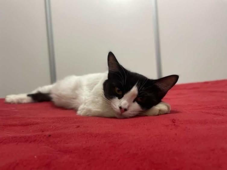 Bella, gata de porte médio para adoção em Bauru - SP — foto 2 de 2