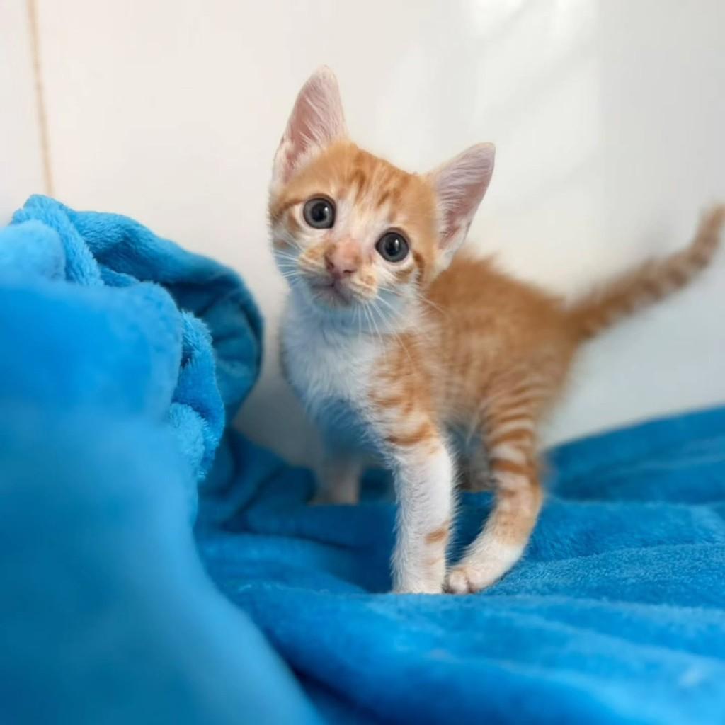 Felipinho, gato de porte pequeno para adoção em Bauru - SP