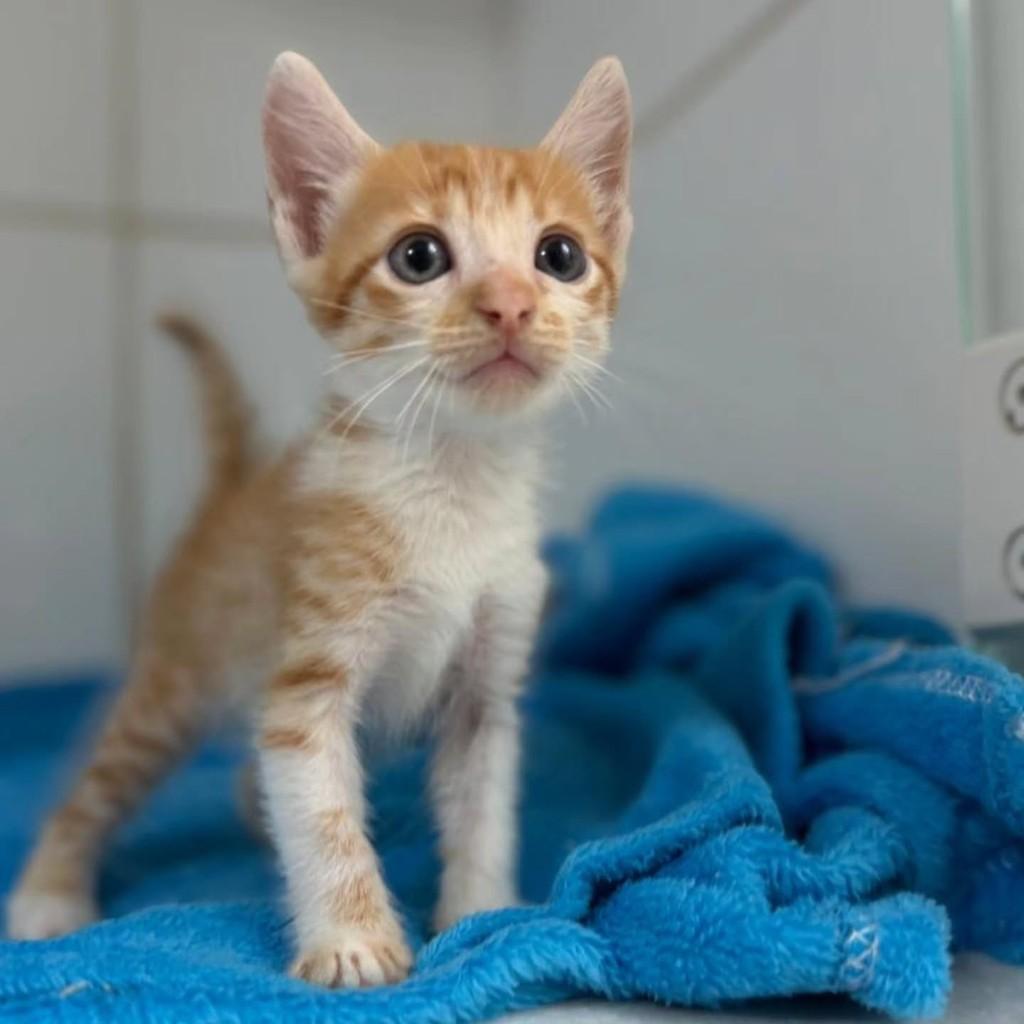Felipinho, gato de porte pequeno para adoção em Bauru - SP — foto 2 de 11