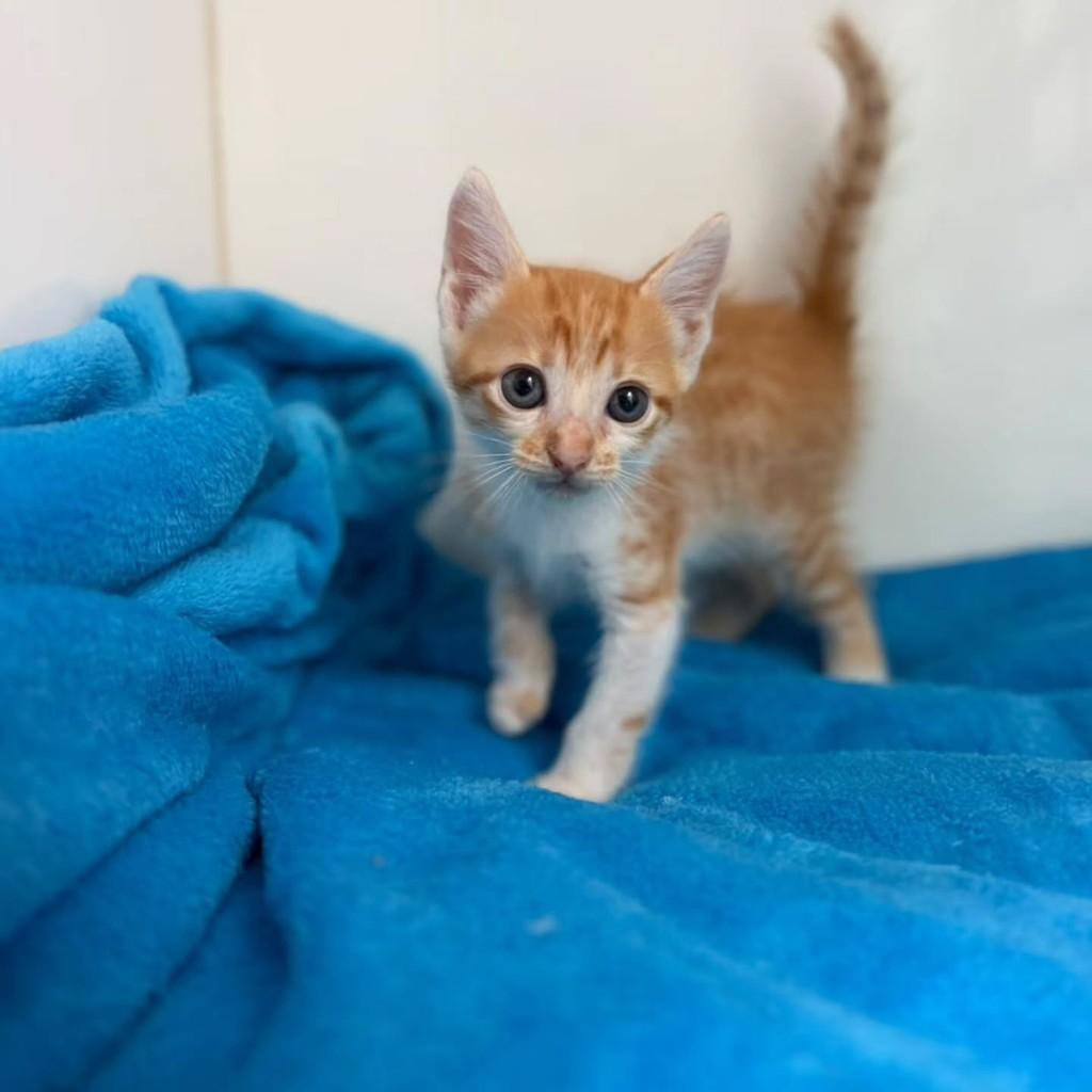 Felipinho, gato de porte pequeno para adoção em Bauru - SP — foto 3 de 11