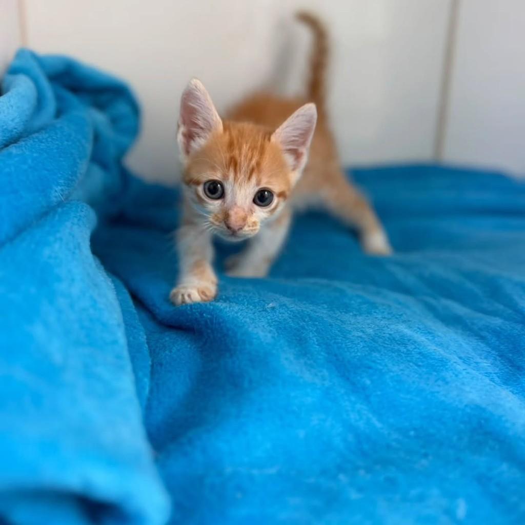 Felipinho, gato de porte pequeno para adoção em Bauru - SP — foto 4 de 11
