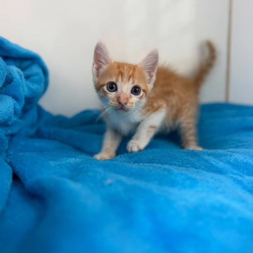 Felipinho, gato de porte pequeno para adoção em Bauru - SP — foto 5 de 11